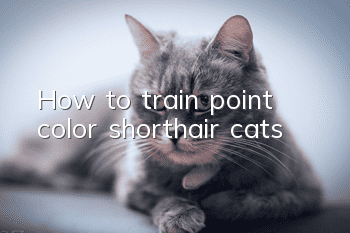 How to train point color shorthair cats