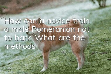 How can a novice train a male Pomeranian not to bark? What are the methods?