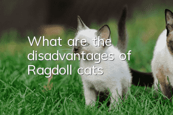 What are the disadvantages of Ragdoll cats?