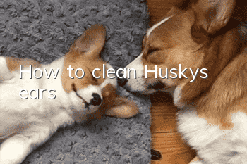 How to clean Husky’s ears