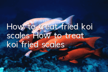 How to treat fried koi scales How to treat koi fried scales