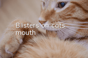 Blisters on cat's mouth