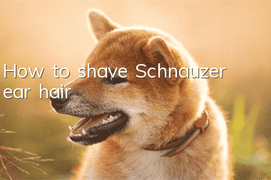 How to shave Schnauzer ear hair