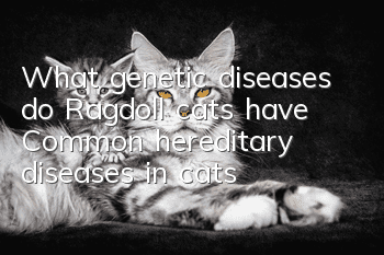 What genetic diseases do Ragdoll cats have? Common hereditary diseases in cats!