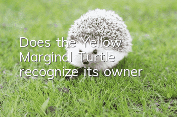 Does the Yellow Marginal Turtle recognize its owner?