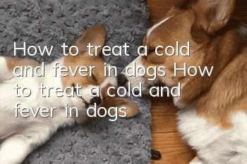 How to treat a cold and fever in dogs How to treat a cold and fever in dogs