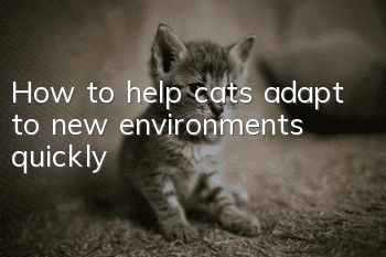 How to help cats adapt to new environments quickly?