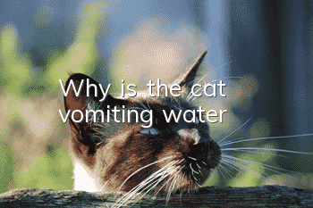 Why is the cat vomiting water?