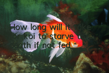 How long will it take for koi to starve to death if not fed?