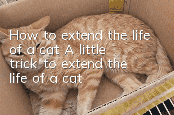 How to extend the life of a cat? A little trick to extend the life of a cat!