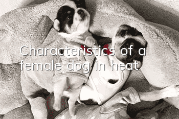 Characteristics of a female dog in heat