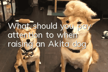 What should you pay attention to when raising an Akita dog?