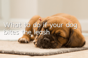 What to do if your dog bites the leash