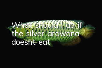 What should I do if the silver arowana doesn’t eat?