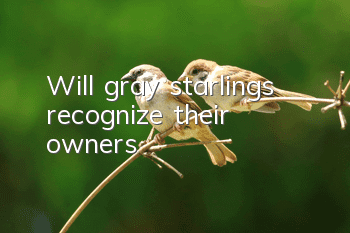 Will gray starlings recognize their owners?