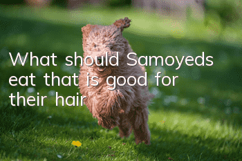 What should Samoyeds eat that is good for their hair?