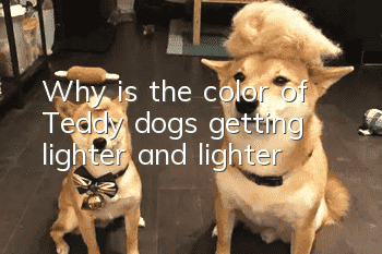 Why is the color of Teddy dogs getting lighter and lighter?