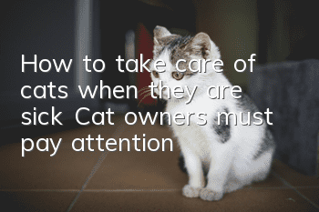 How to take care of cats when they are sick? Cat owners must pay attention!