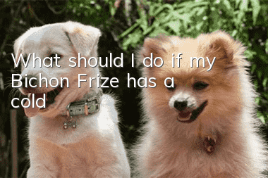 What should I do if my Bichon Frize has a cold?