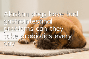 Alaskan dogs have bad gastrointestinal problems, can they take probiotics every day?