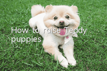 How to raise Teddy puppies