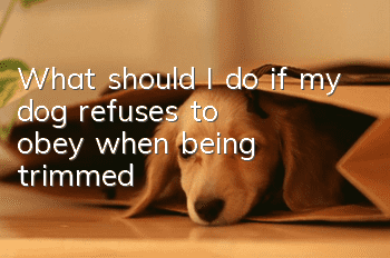 What should I do if my dog ​​refuses to obey when being trimmed?