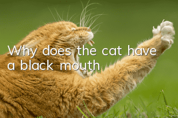 Why does the cat have a black mouth?