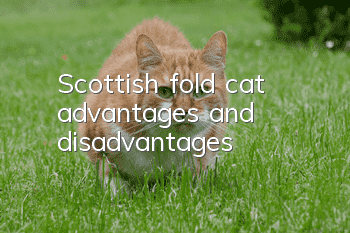 Scottish fold cat advantages and disadvantages