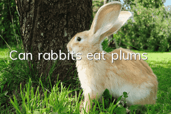 Can rabbits eat plums?