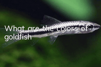 What are the colors of goldfish?