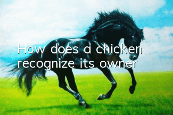 How does a chicken recognize its owner?