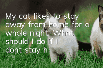 My cat likes to stay away from home for a whole night. What should I do if I don’t stay home?