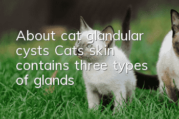 About cat glandular cysts: Cats’ skin contains three types of glands