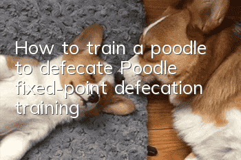 How to train a poodle to defecate? Poodle fixed-point defecation training!