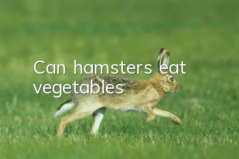 Can hamsters eat vegetables?