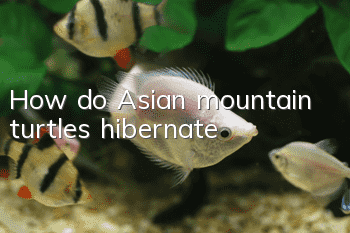 How do Asian mountain turtles hibernate?