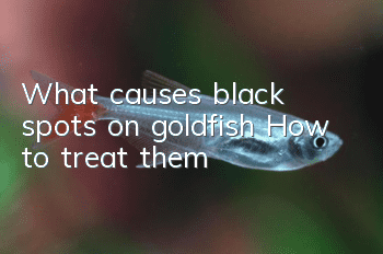 What causes black spots on goldfish? How to treat them?