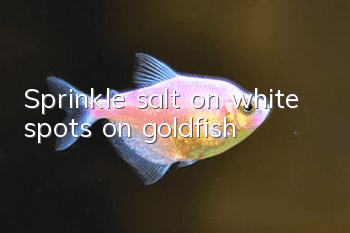 Sprinkle salt on white spots on goldfish