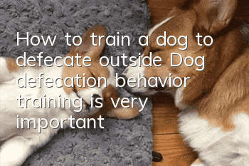 How to train a dog to defecate outside? Dog defecation behavior training is very important!