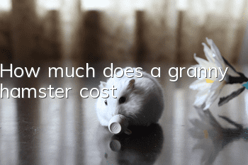 How much does a granny hamster cost?