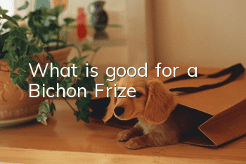 What is good for a Bichon Frize?