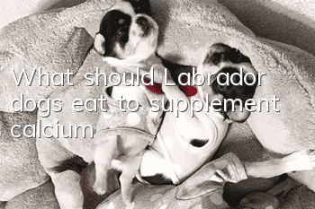 What should Labrador dogs eat to supplement calcium?