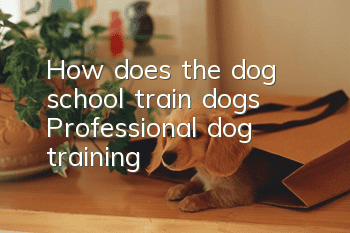 How does the dog school train dogs? Professional dog training!