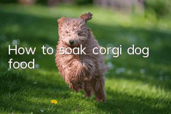 How to soak corgi dog food