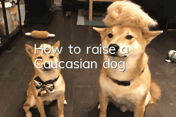 How to raise a Caucasian dog