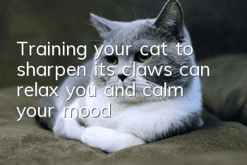 Training your cat to sharpen its claws can relax you and calm your mood!