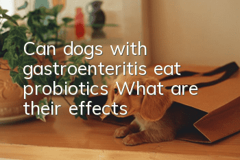 Can dogs with gastroenteritis eat probiotics? What are their effects?