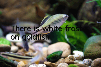 There is white frost on goldfish