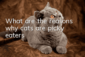 What are the reasons why cats are picky eaters?