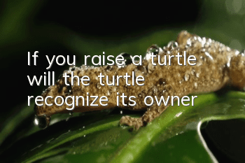 If you raise a turtle, will the turtle recognize its owner?